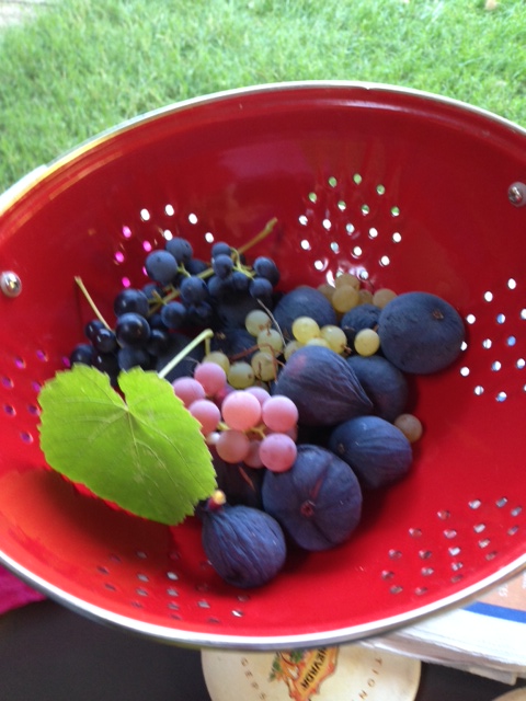 BEFORE: Morning picks, Brooks & Trish's  Chico garden. 